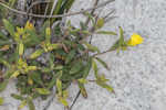 Coastal sand frostweed